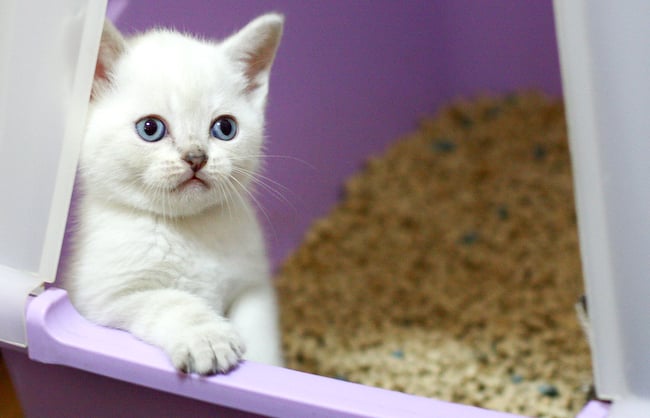 Cómo Hacer Más Fácil el Manejo de la Arena para Gatos