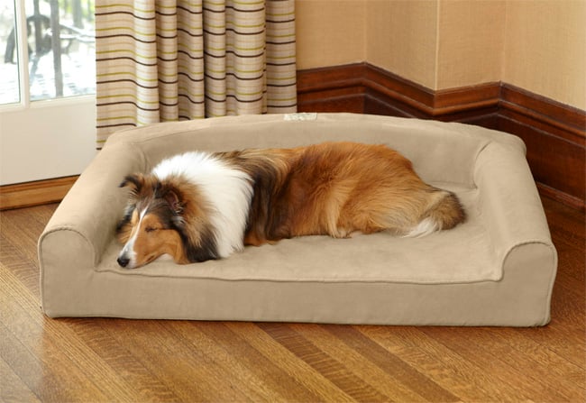 ¿Podría tu perro beneficiarse de una cama con cojín bolster?