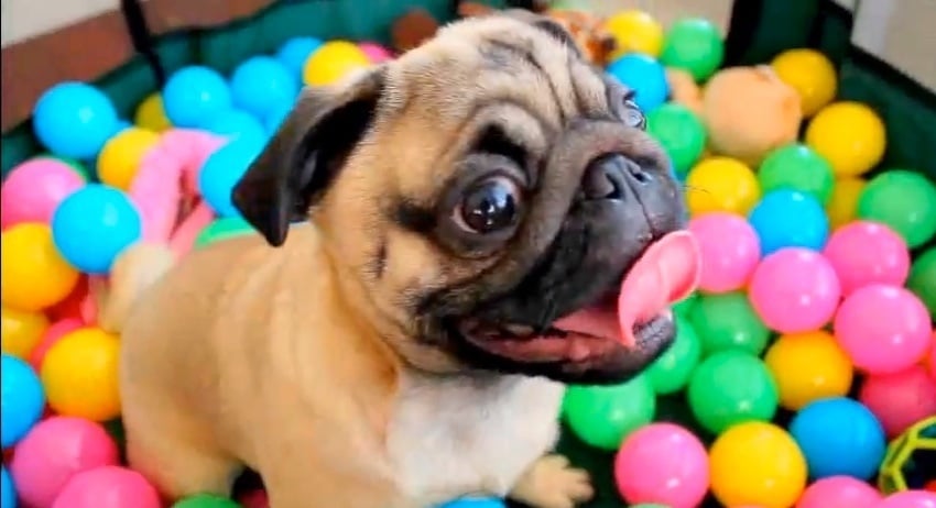 ¿Es Este el Pug Más Feliz que Has Visto en Tu Vida?
