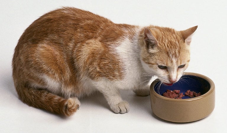 Por qué ha aumentado el apetito de tu gato