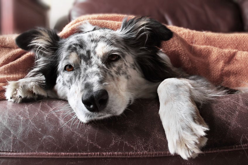 Chronic kidney failure in dogs: Symptoms and ways to manage them
