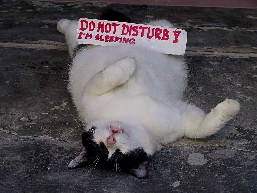 Is Your Cat Waking You Up In The Middle Of The Night?