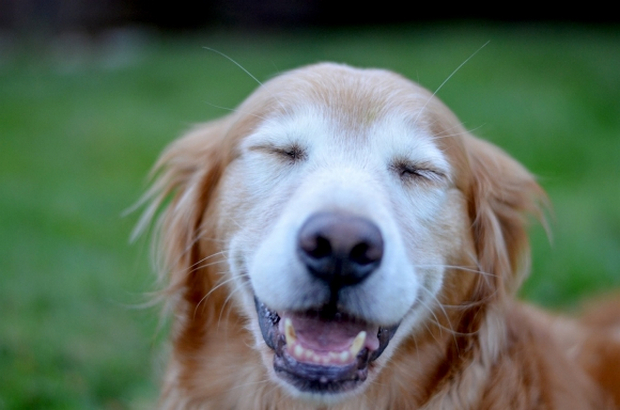 4 formas de saber si tu perro es feliz