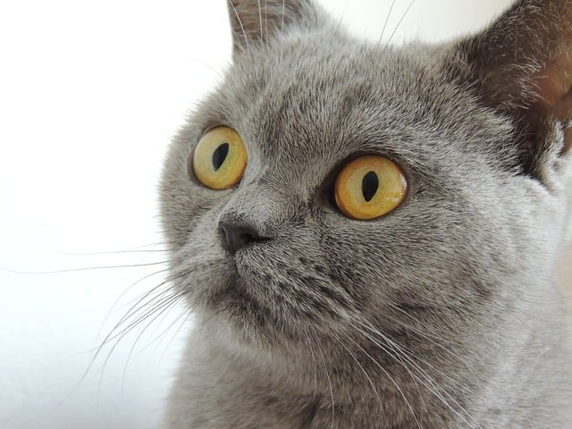 ¿La nariz de tu gato tiene que estar húmeda?
