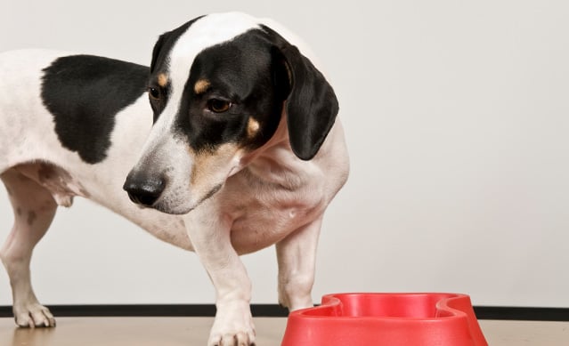 5 Razones por las que tu Perro no Come