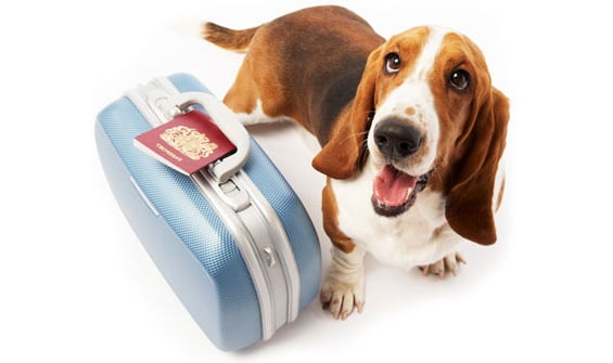 Mudarse al Extranjero con Tu Mascota: Lo Que Necesitas Saber