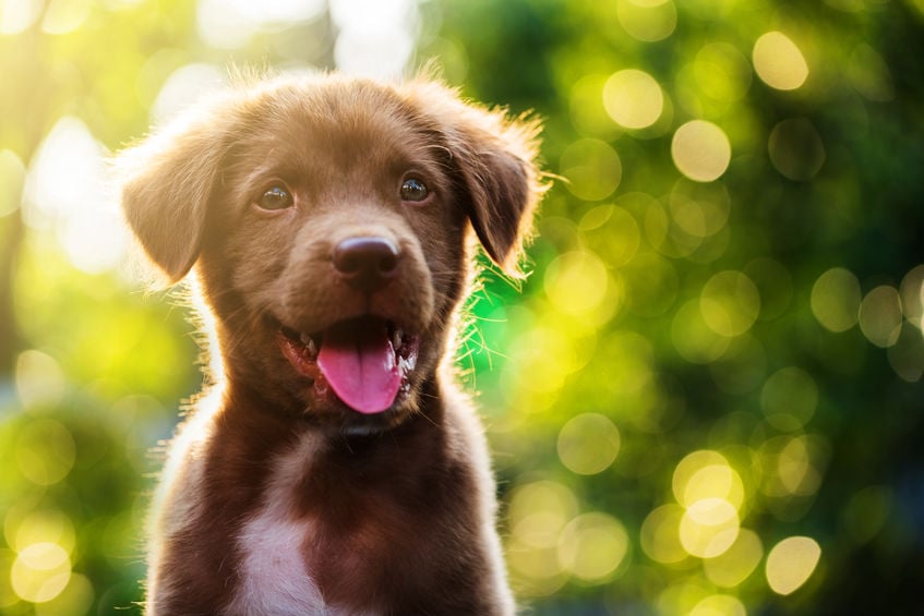 How does the Seresto flea collar work?