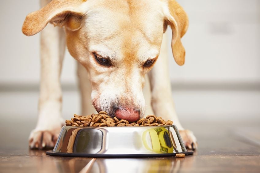 Tips to slow down a dog that eats too fast