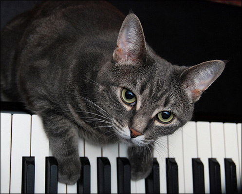 9 Gatos Musicales
