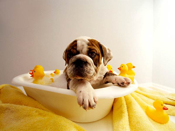Perros Apestosos Necesitan Baños: Cómo Bañar a Tu Perro