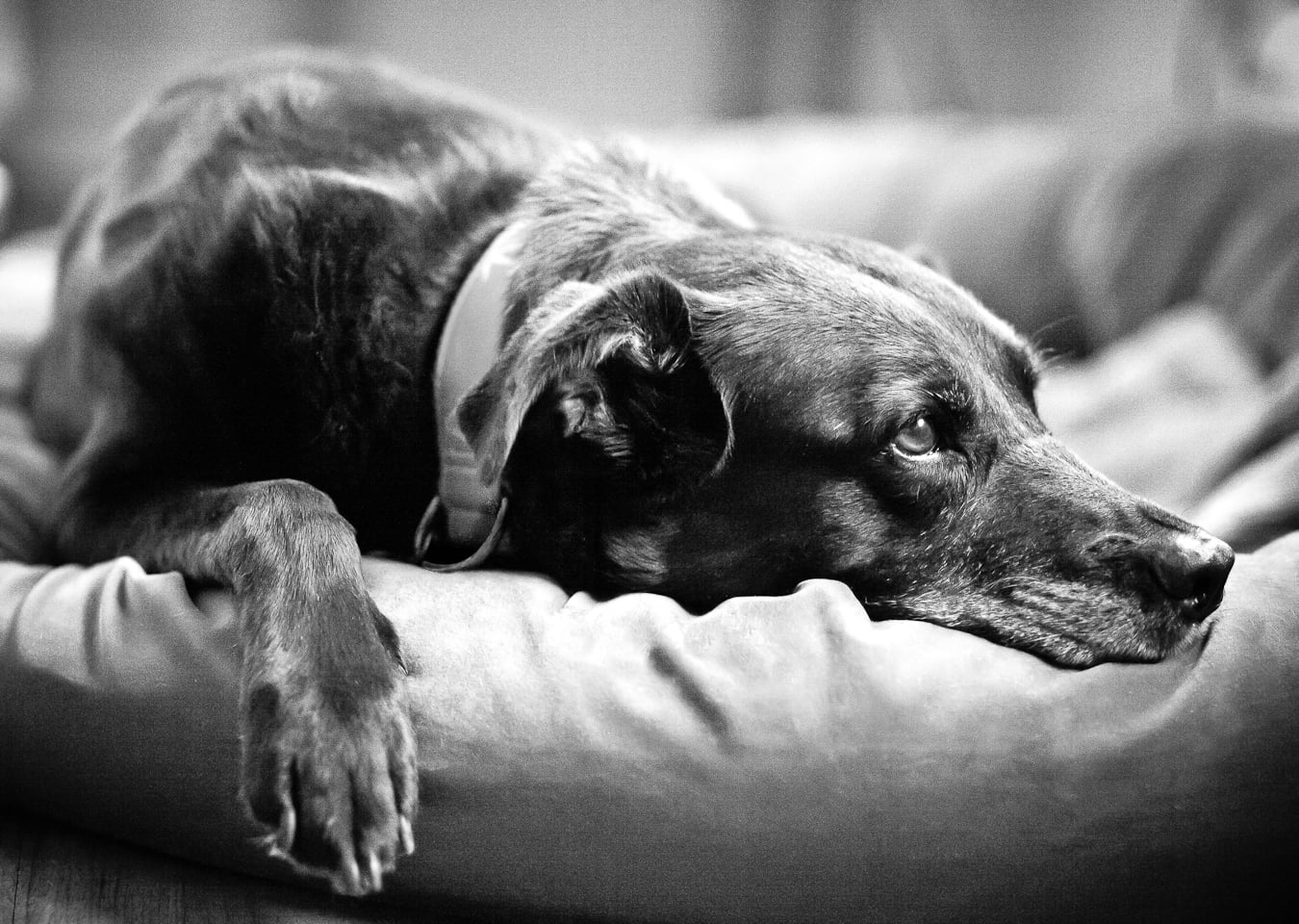 Cómo sobrellevar la pérdida de una mascota