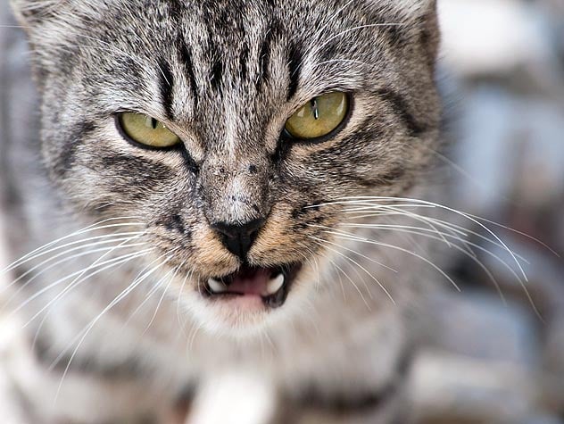 Cómo Controlar la Agresividad en Gatos