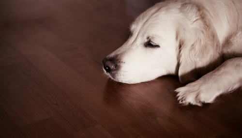 5 señales a observar en las heces de tu perro