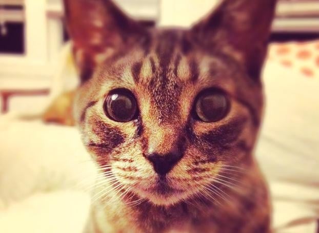 Soplos cardíacos en gatos