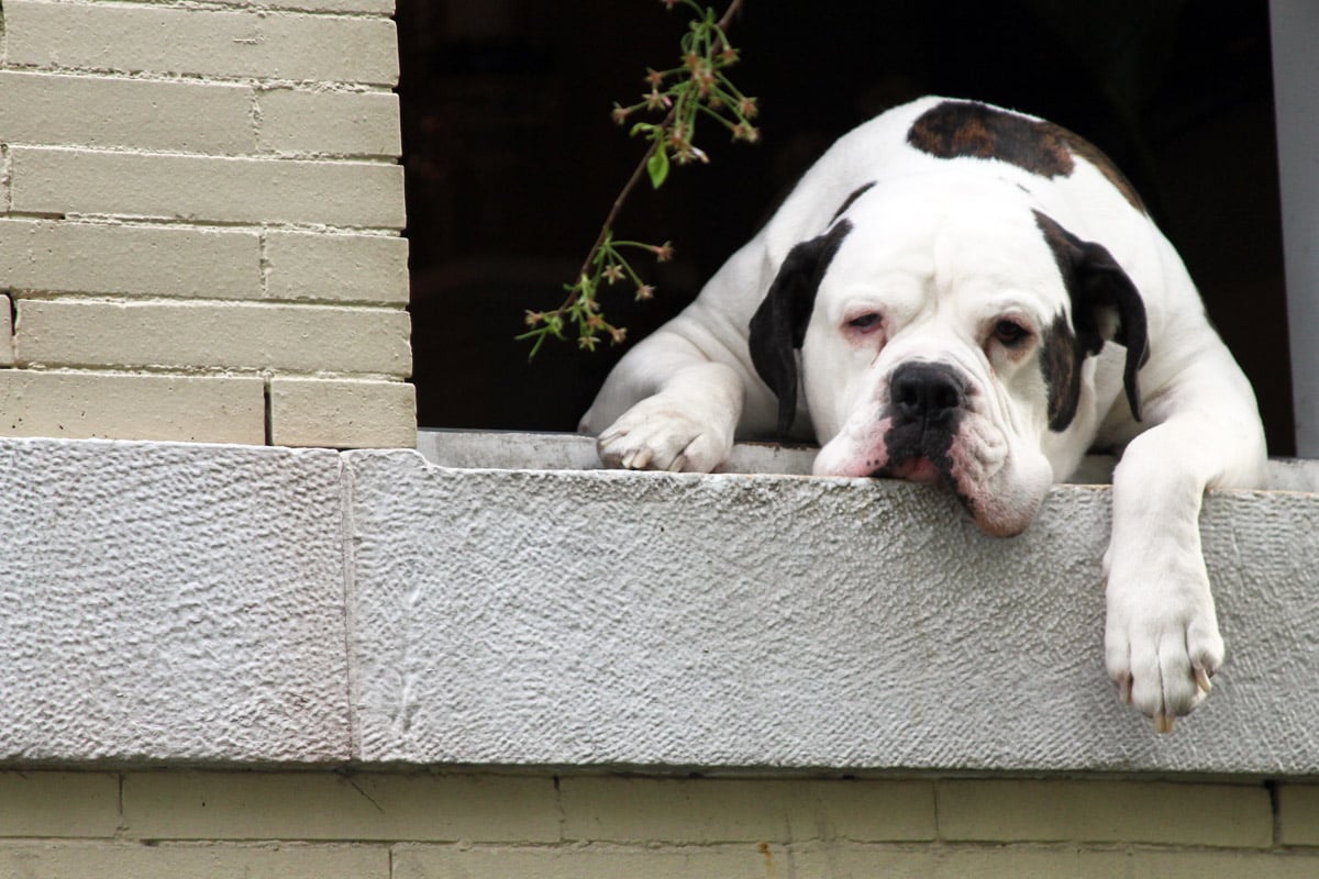 5 señales de advertencia de cáncer que debes vigilar en tu perro