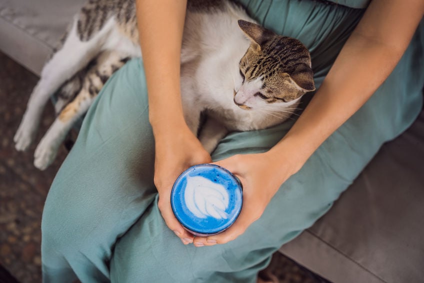 Are cat cafes good for cats?