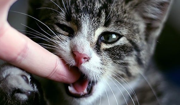¿Por qué mi gato me muerde los dedos?