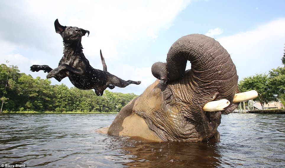 Unlikely Animal Friendships That Make Your Heart Melt 