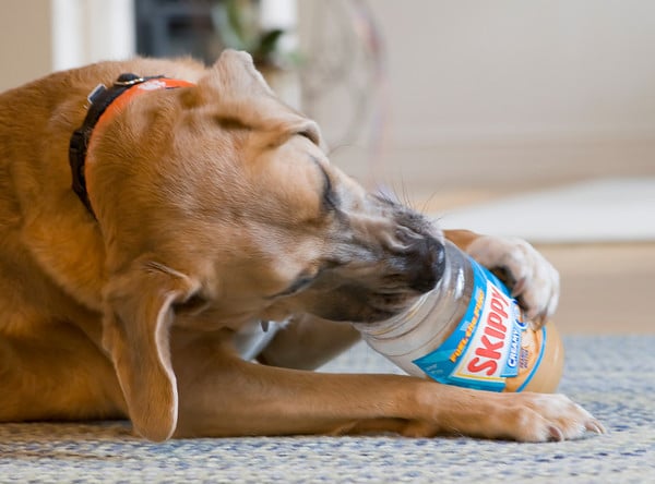 Receta de Comida para Cachorros con Mantequilla de Maní