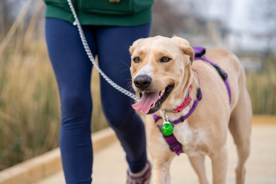 The Vital Connection Between Dog Welfare and Regular Walks Outdoors