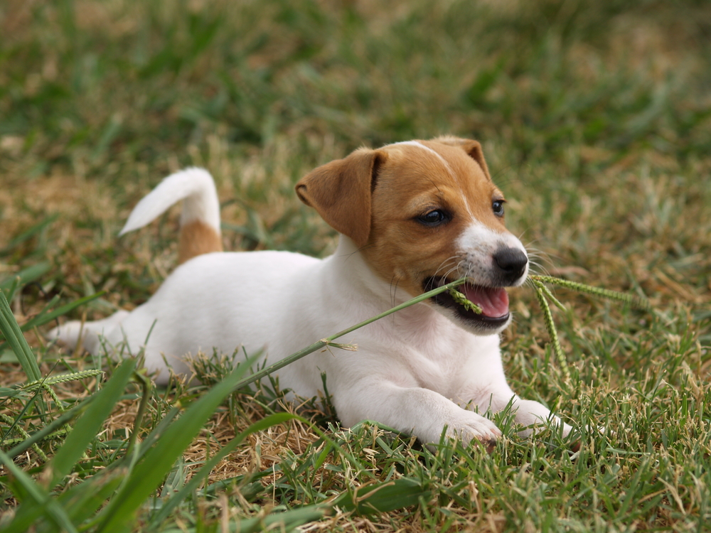 ¿Cómo le ayuda a tu perro comer hierba?