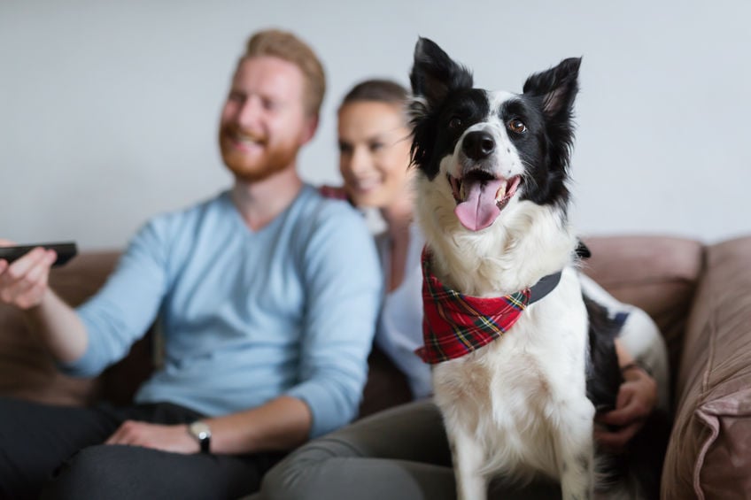 Four reasons your dog leans on your legs