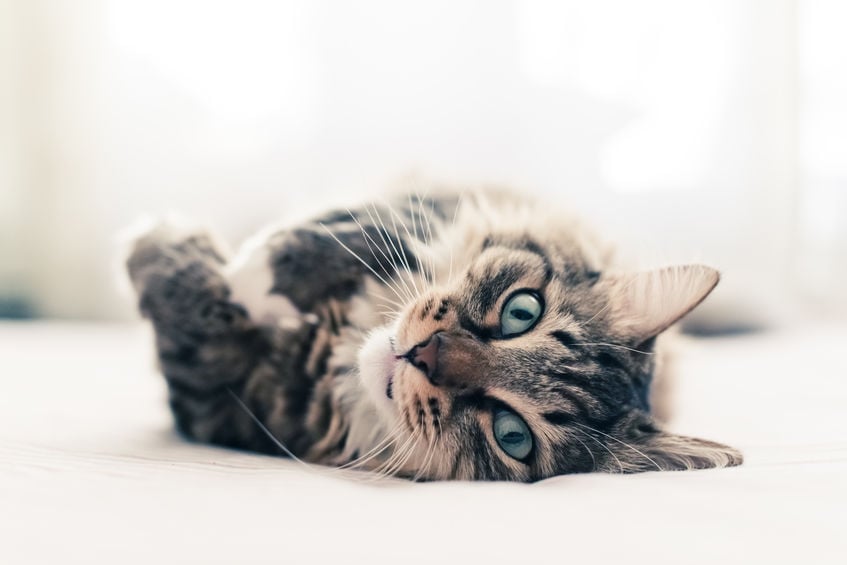 What your cat’s eyes say about him