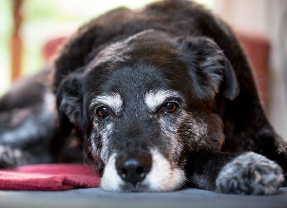 Easing Separation Anxiety in Dogs