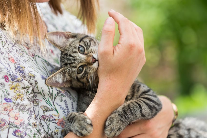 Tips to stop your cat from biting