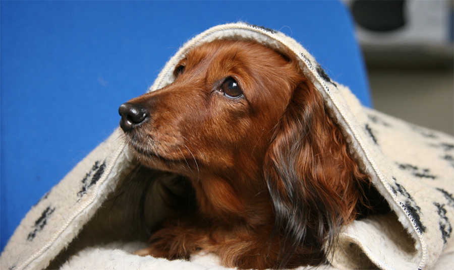 dog under blanket