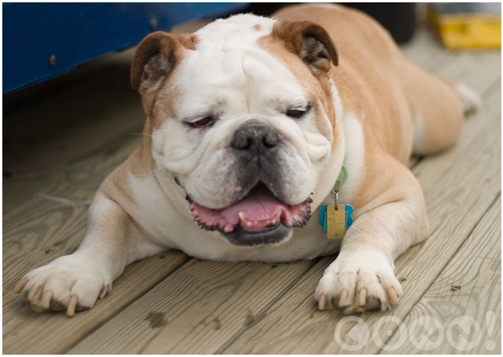 Bouncy Bulldog