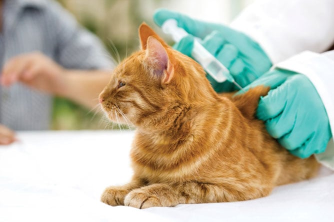 Five Vaccinations That Your Cat May Need
