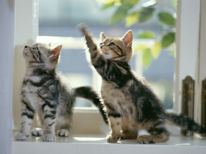 Los Mejores Juegos Para Jugar Con Gatitos