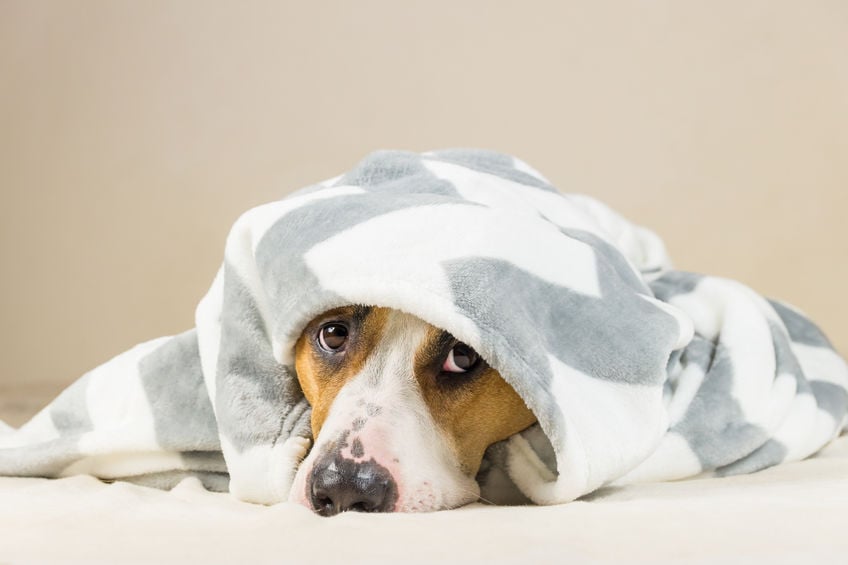 Here’s how to build your dog’s confidence