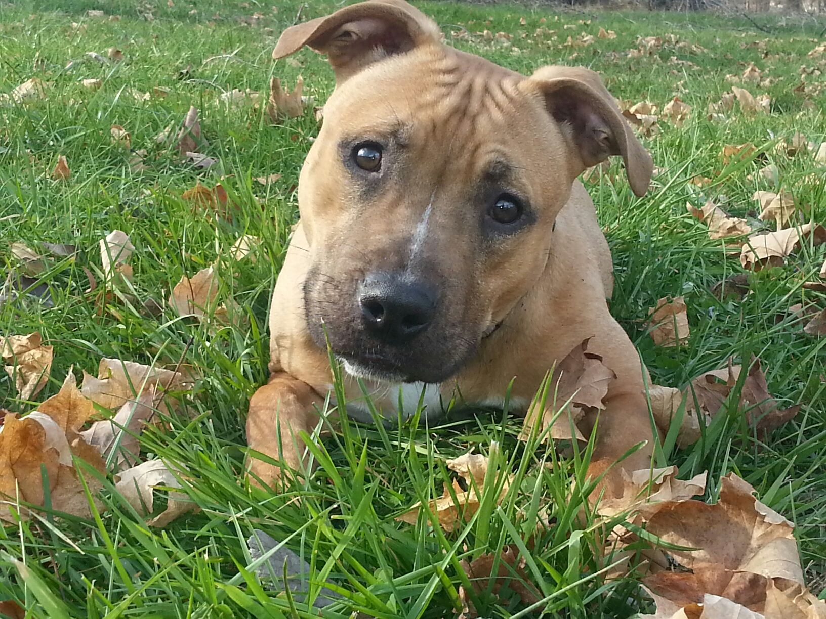 Cómo lidiar con la adolescencia canina