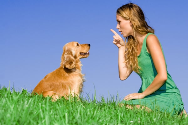 Cinco comandos de adiestramiento que podrían salvarle la vida a tu perro