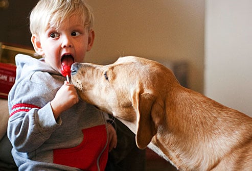 Por Qué Tu Perro Roba Comida a Tus Hijos y Cómo Evitarlo