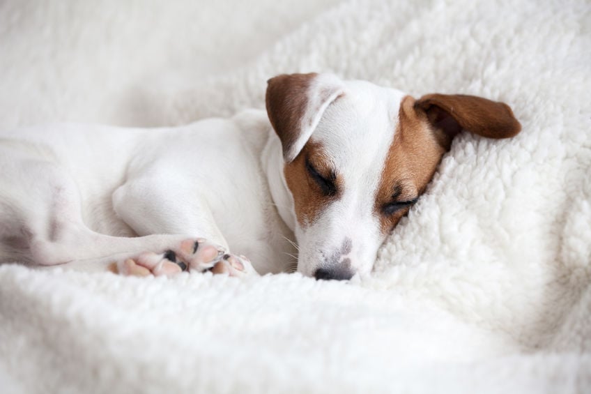 Why do dogs bark in their sleep?