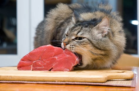 Guía para Alimentar a Tu Gato con Comida Cruda