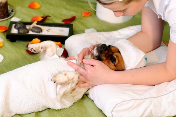 La Mecánica del Masaje Médico para Mascotas