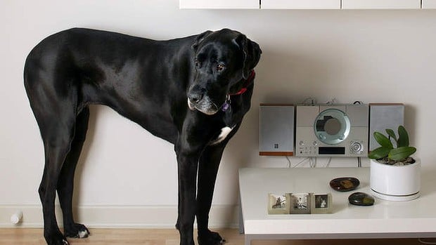5 Surprising Dog Breeds Perfectly Suited for Apartment Living