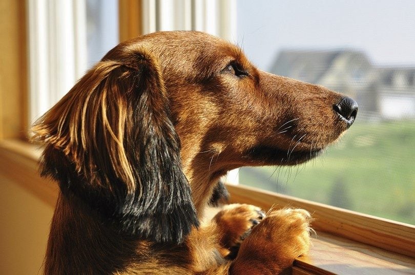 How to help your dog’s separation anxiety