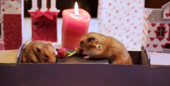WATCH: How Hamsters Celebrate Valentine's Day