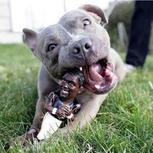 Por si alguien lo olvidó, Michael Vick fue arrestado, condenado y cumplió prisión por dirigir una pelea ilegal de perros desde su mansión.