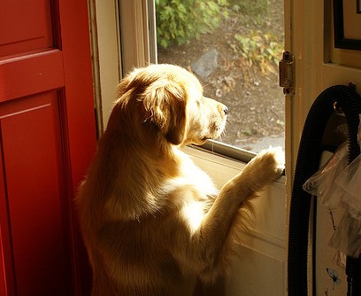 ¿Pueden los perros realmente reconocernos?