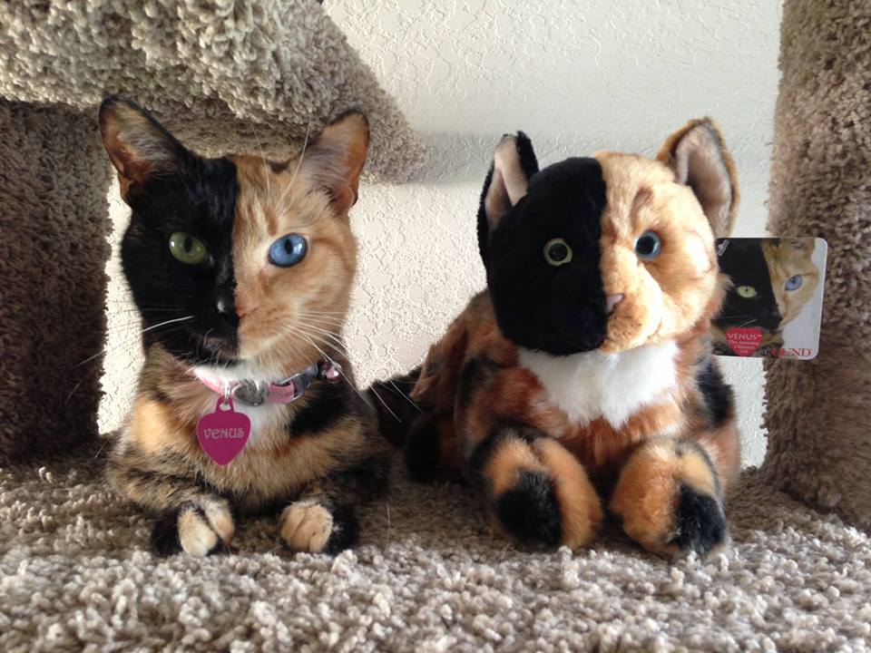El gato de dos caras