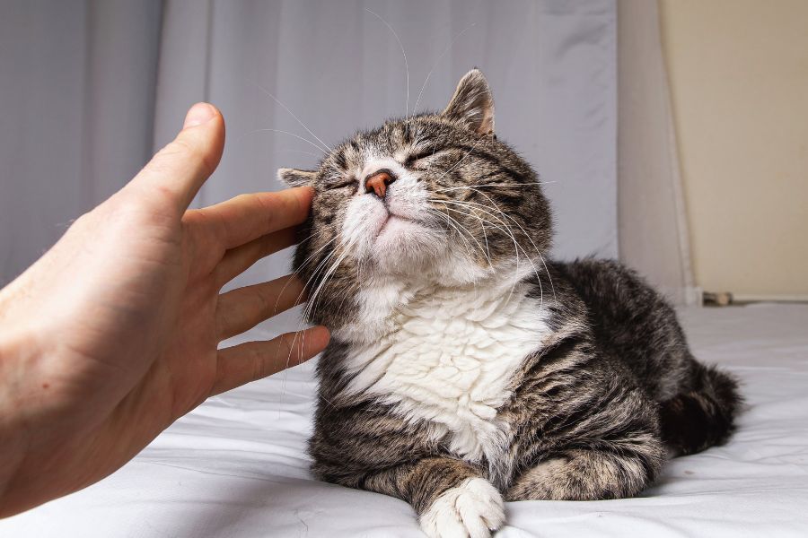 Navigating the Five Major Health Concerns in Aging Felines