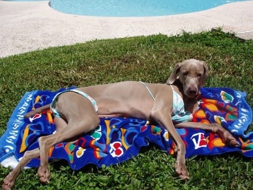 16 Cats and Dogs Ready For Bikini Season 