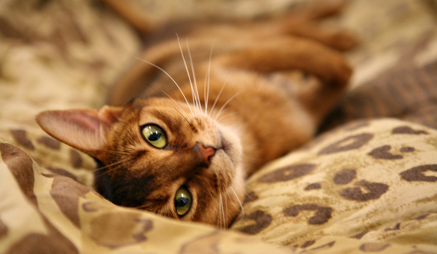 Ten Breeds You Should Consider if You're Looking For a Loving Cat