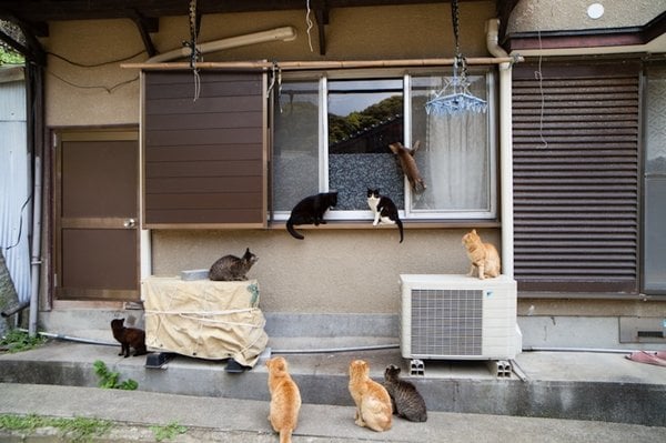 Cat Heaven Island